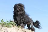 PETIT CHIEN LION 009